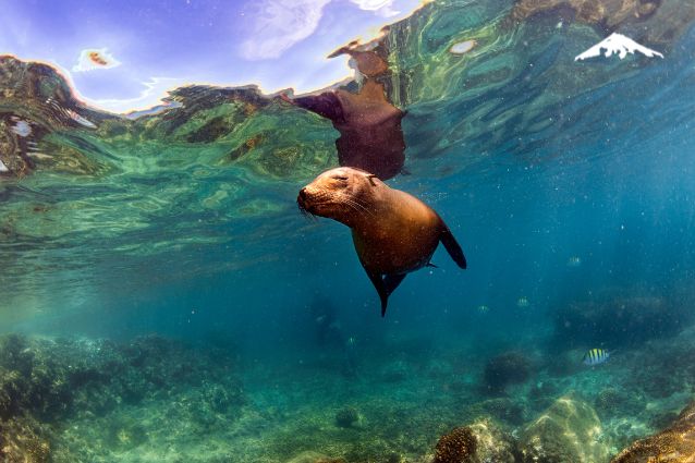 Swimming with Sea Lions.