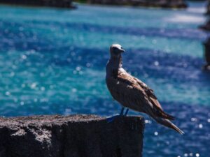 15 Day Luxury Ecuador & Galapagos Highlights
