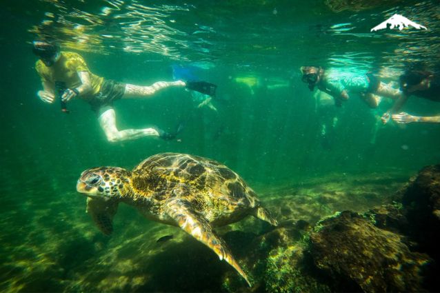 Tourists snorkeling with turtles in the Galapagos Islands