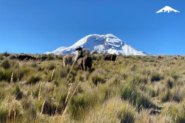 Llamas in front of Chimborazo volcano in the Ecuadorian Andes.