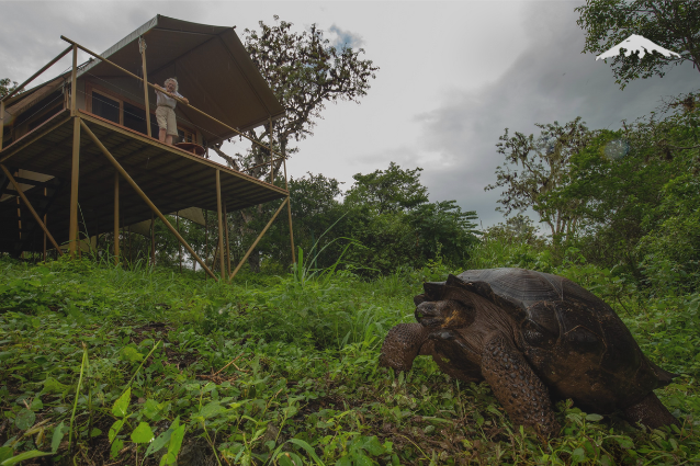Guest at Safari Camp Hotel enjoying the view of a Galapagos Tortoise on Isabela Island.