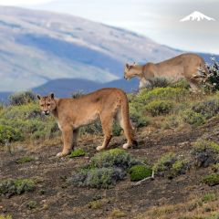 Rebecca Adventure Travel Day 13 - Chile Family - Wildlife Torres del Paine