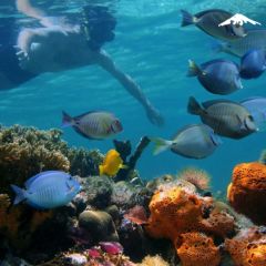 Rebecca Adventure Travel puerto viejo talamanca snorkeling - Costa Rica Family day 5