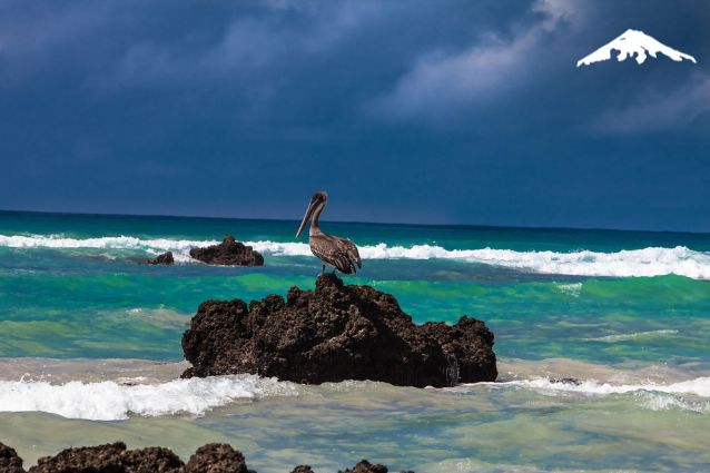 Sea bird at Isabela Island.