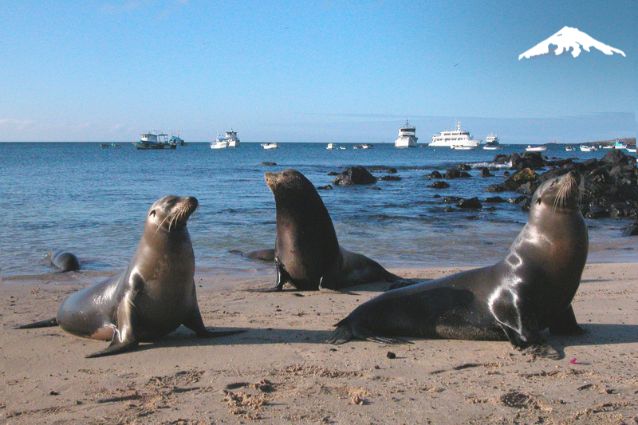 Sea Lions at San Cristobal Island, Galapagos.