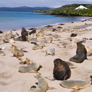 Subantarctic Islands