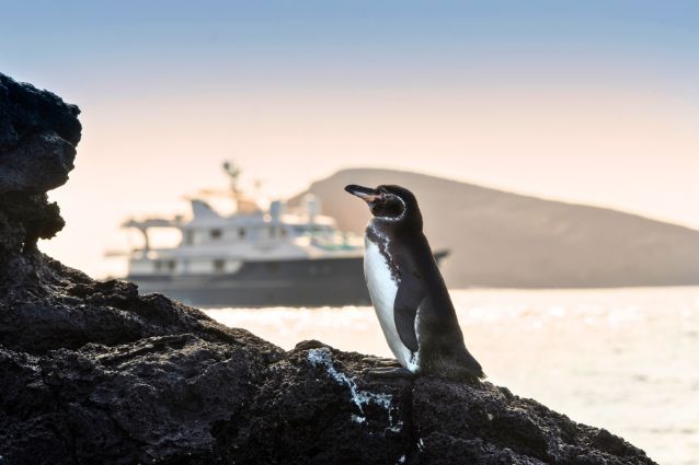 Adopt a Penguin