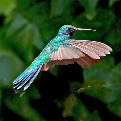 Rebecca Adventure Travel Birdwatching Mindo