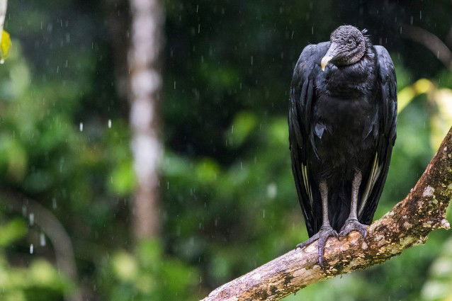 Black Vulture - Ecuador Amazon