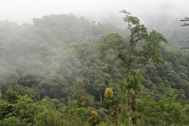 Cloud forest Choco Andino