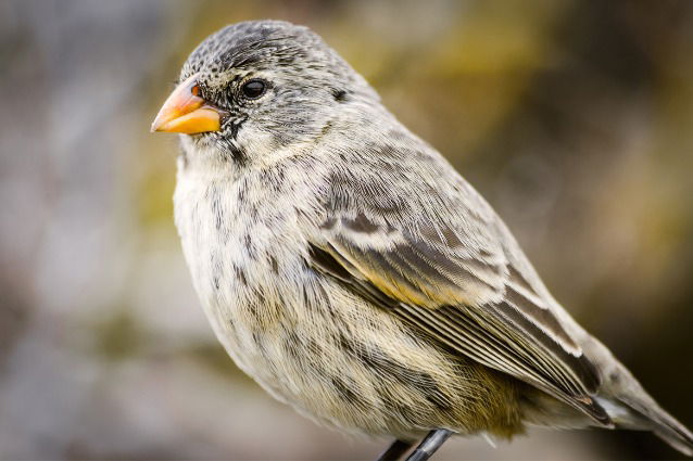 Darwin's Finch - Brid-watching Galapagos