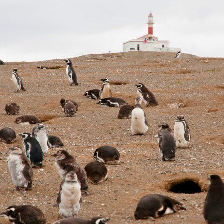 Rebecca Adventure Travel Day 17 - South America Luxury Adventure - Magdalena Island