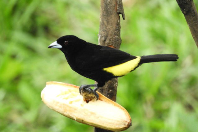 Flame-rumped Tanager - Bird-watching Mindo