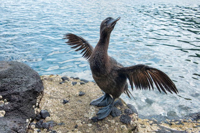Flightless Cormorant - Bird-watching Galapagos