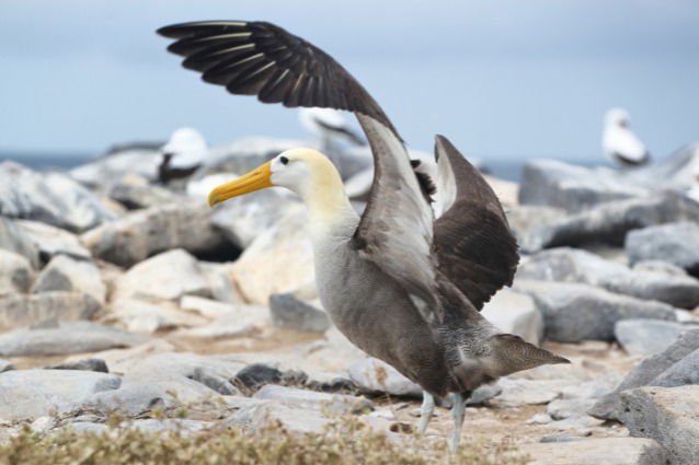 Galapagos Albatross