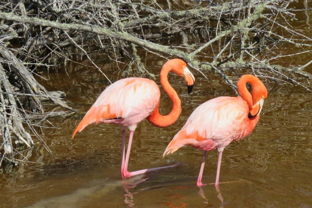Galapagos Flamingo