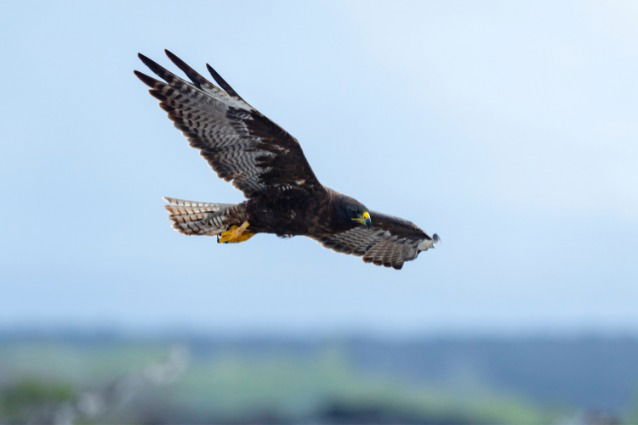 Galapagos Hawk