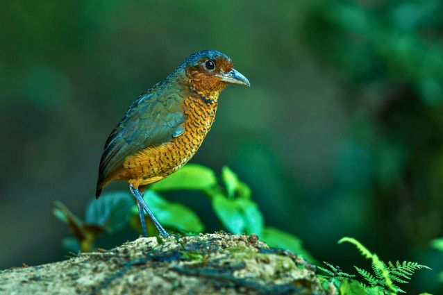 Andes birds nesting Giant Antpitta - Mindo Forest - Bird-watching