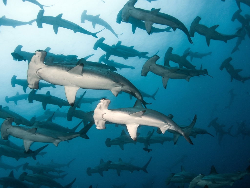 Hammer Sharks while diving Galapagos