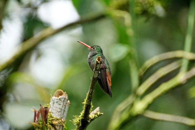 Humming Bird Of Mindo