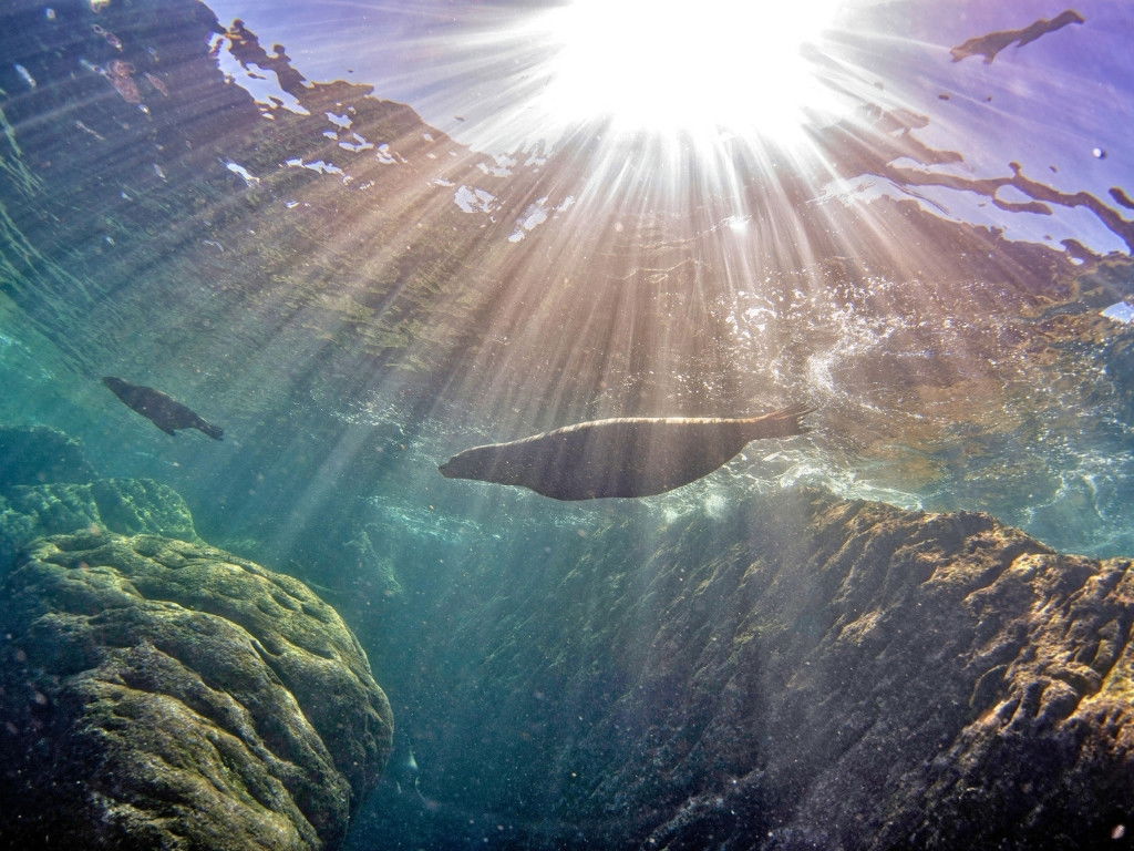 Sea lion diving