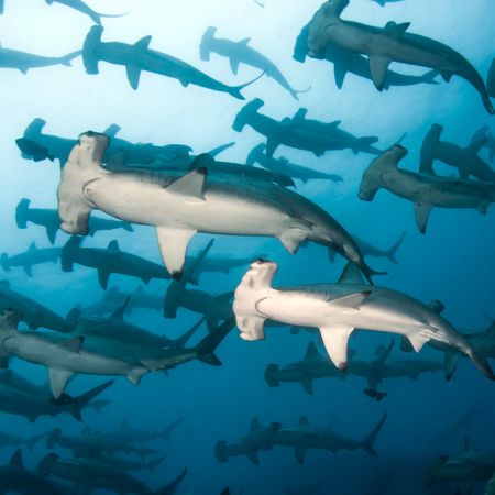 Darwin and Wolf - Galapagos Islands