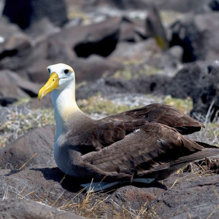 Española - Galapagos Islands