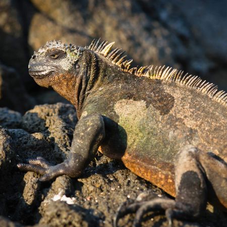 Fernandina - Galapagos Islands