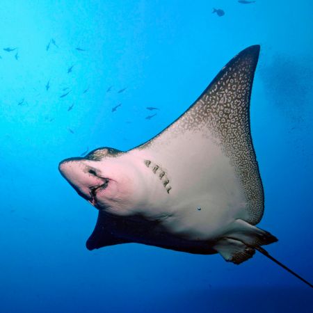 Marchena - Galapagos Islands