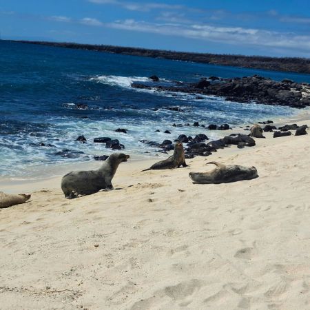 Mosquera - Galapagos Islands