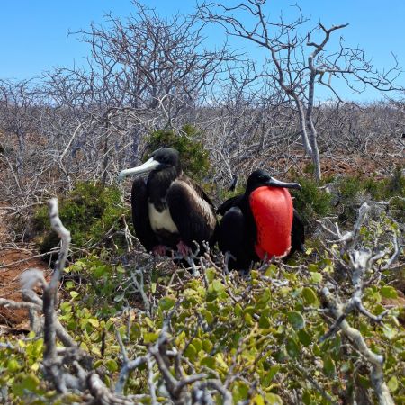 North Seymour - Galapagos Island