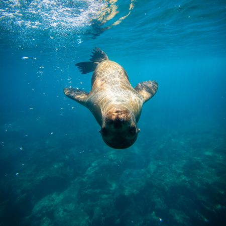 Pinzon - Galapagos Islands