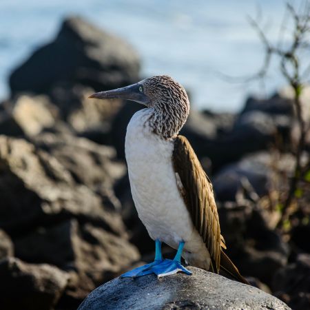 Santa Cruz - Galapagos Islands