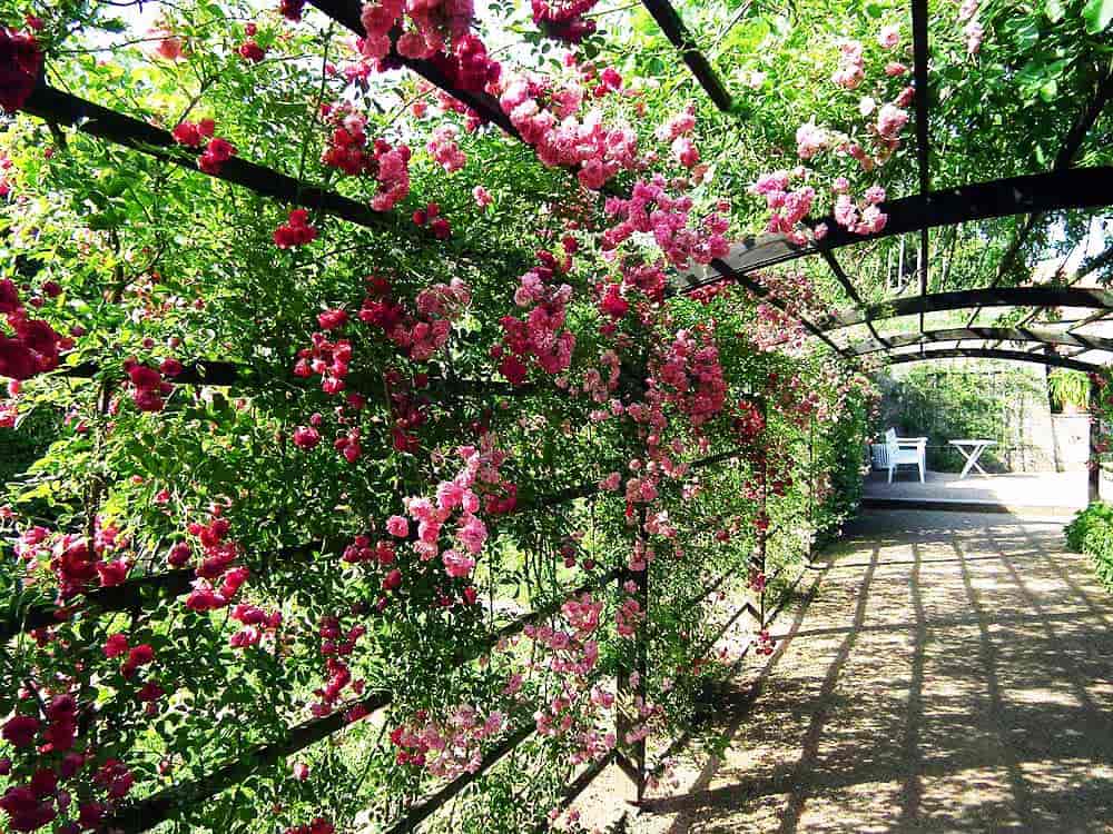 Dornburg-Camburg-BUGA-rozengalerij-rondreizen.nl
