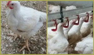 Antibioticavrije kippen op boerderij van Bakx