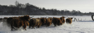 Kudde Hooglanders in de sneeuw