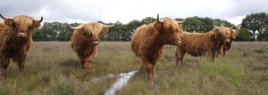 vijf Schotse Hooglanders op de heide