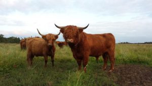 Kleine afbeelding Schotse Hooglander koe en stier