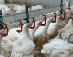 Antibioticavrije kippen in stal van Co en Marion Bakx