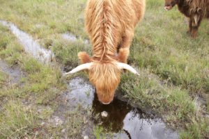 Schotse Hooglander drinkt uit waterplas in natuurgebied