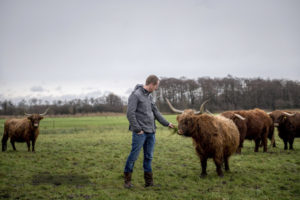 Boer Jelwin voert gras aan Schotse Hooglander