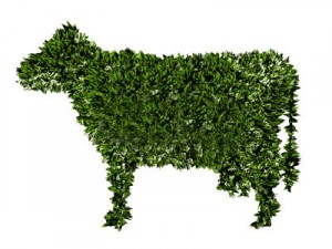 afbeelding rund gemaakt van gras