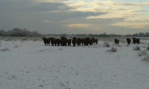 Kudde hooglanders met ganzen in de winter