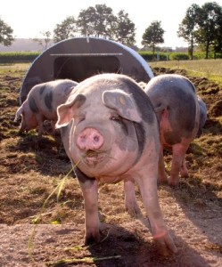 varkensvlees bij schotsehooglanders.nl