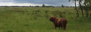 schotse hooglanders stier in natuurgebied Groningen