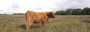Schotse Hooglander koe op heideveld