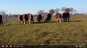 Hereford koeien genieten van eerste voorjaars grassprieten
