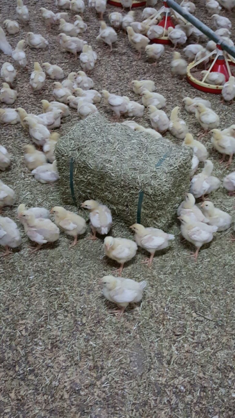 Op bezoek bij de antibioticavrije kippen