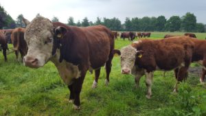 Hereford koe met kalf in kudde