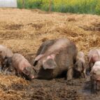 Buitenvarken met biggen in de modder